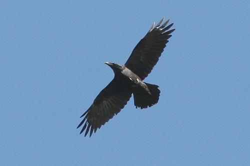 Corvus corax 005
